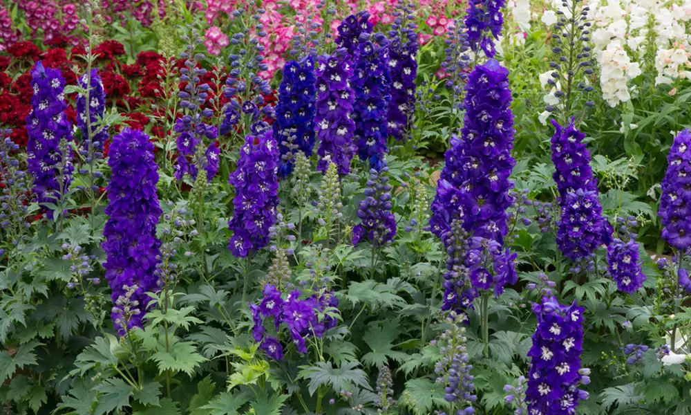12 or 24 Delphinium Dark Blue and White Bee Perennial Plug Plants