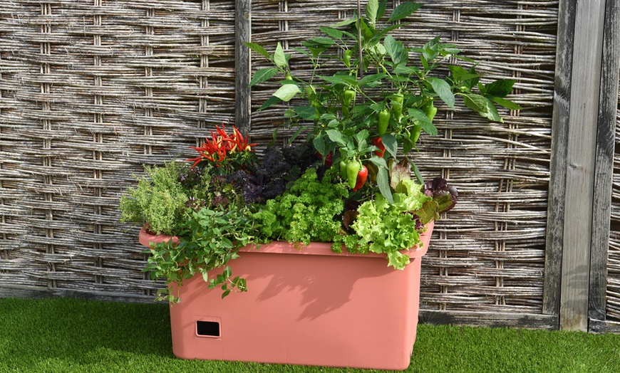 Image 2: Self-Watering Vegetable Patch