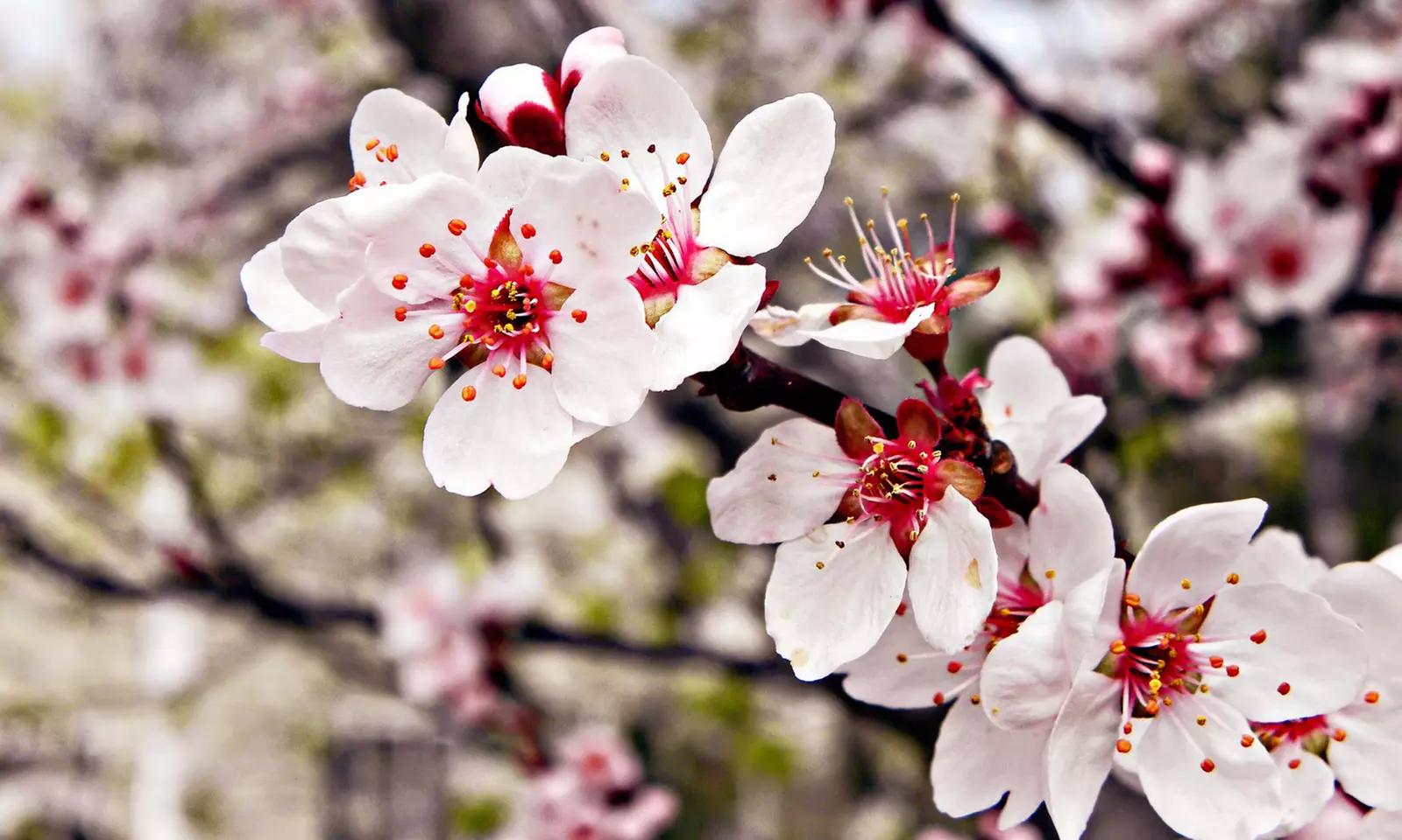 4er- oder 8er-Set Säulen-Obst-Kollektion