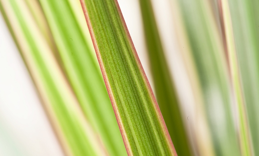 Image 3: Dracaena bicolor plant