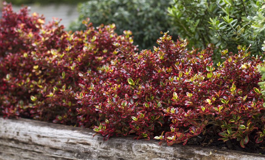 Image 4: Three Magical Coprosma Plants