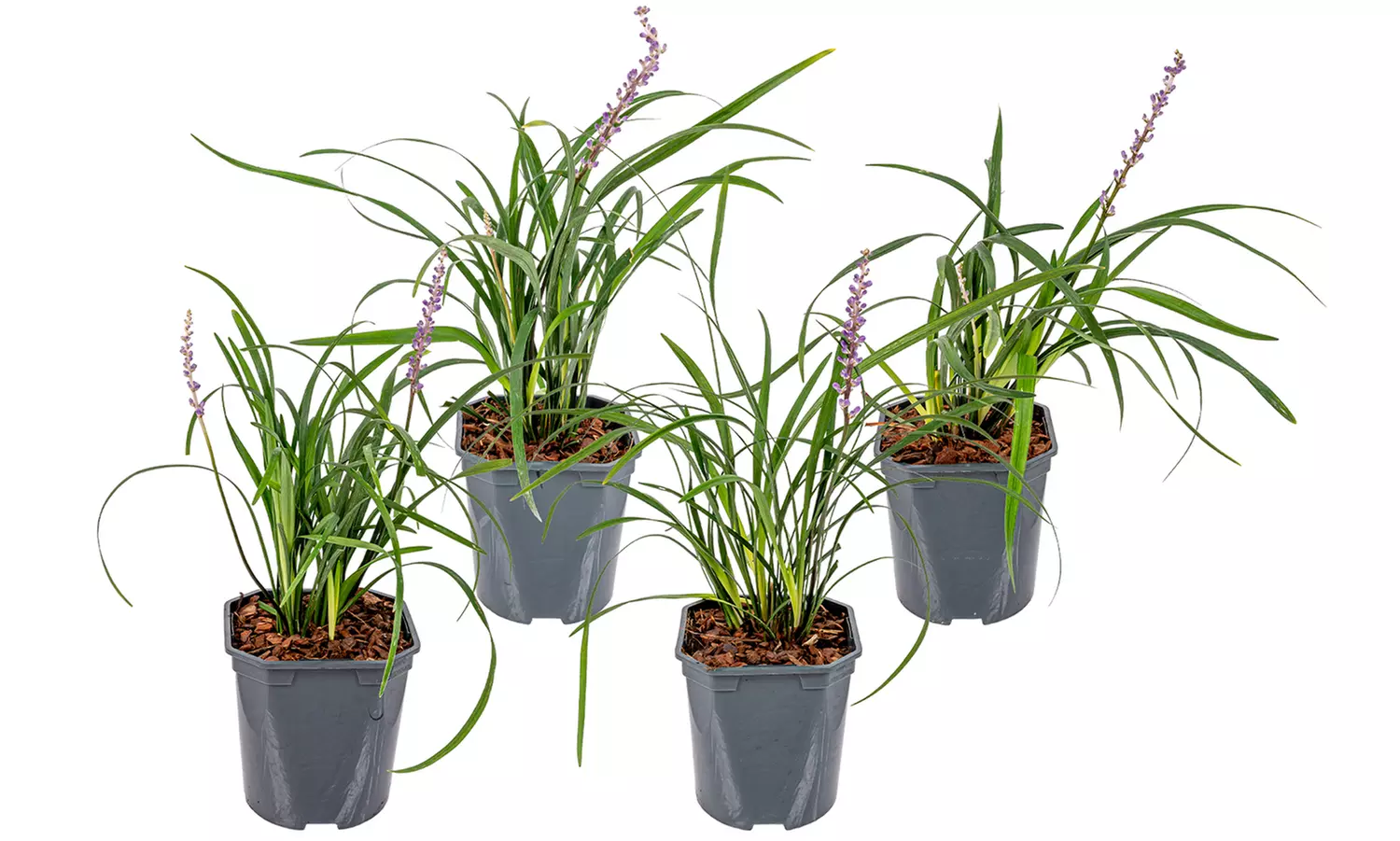 1 ou 2 lots de 2 herbe de lys Liriope muscari "Moneymaker", en pots - Second Medium