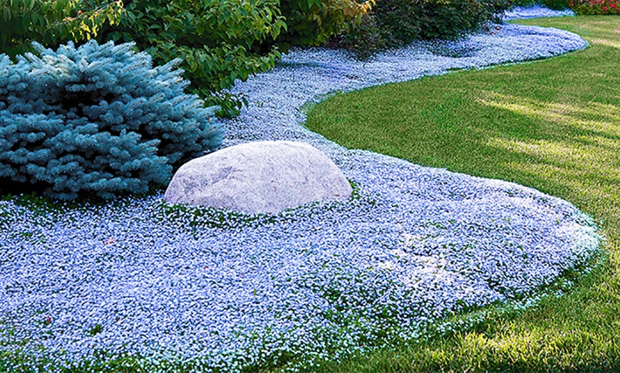 Image 1: Isotoma Blue Foot Plants