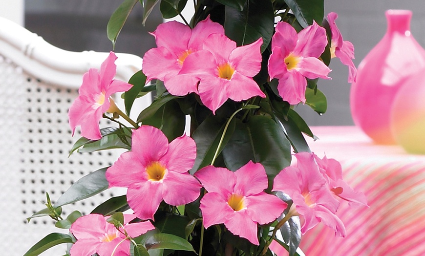 Image 8: Exotic Mandevilla Trio