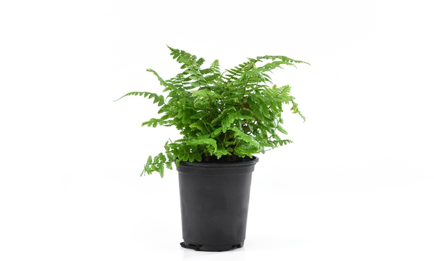 Image 5: Alpine Wood Fern Plant