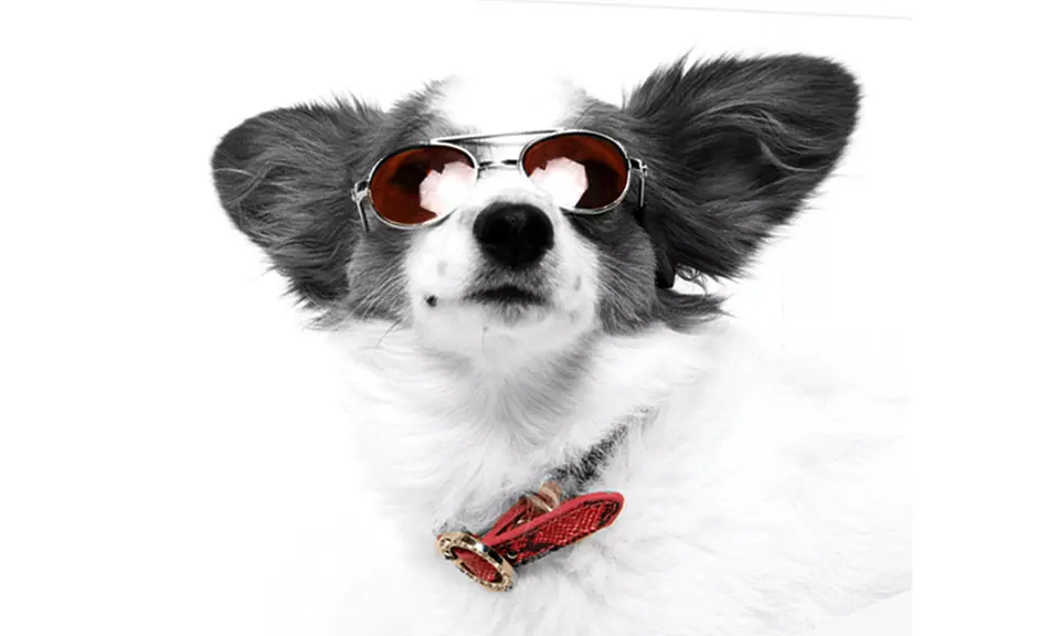 Up to 94% Off Pet Photo Shoot at Glamour Shots