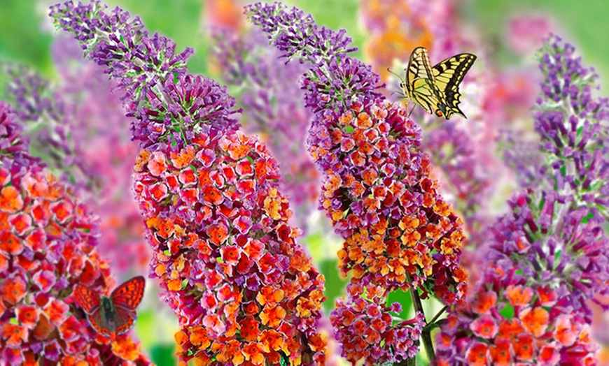 Image 2: Buddleia Flower Power Plants