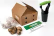 Pre-Order: First Kiss Spring Tulip Bulb Mix with Bulb Planter (31, 62, or 155 Flowers) - Second Medium