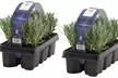 6er, 12er- oder 18er-Set Lavendel-Pflanzen - Second Medium