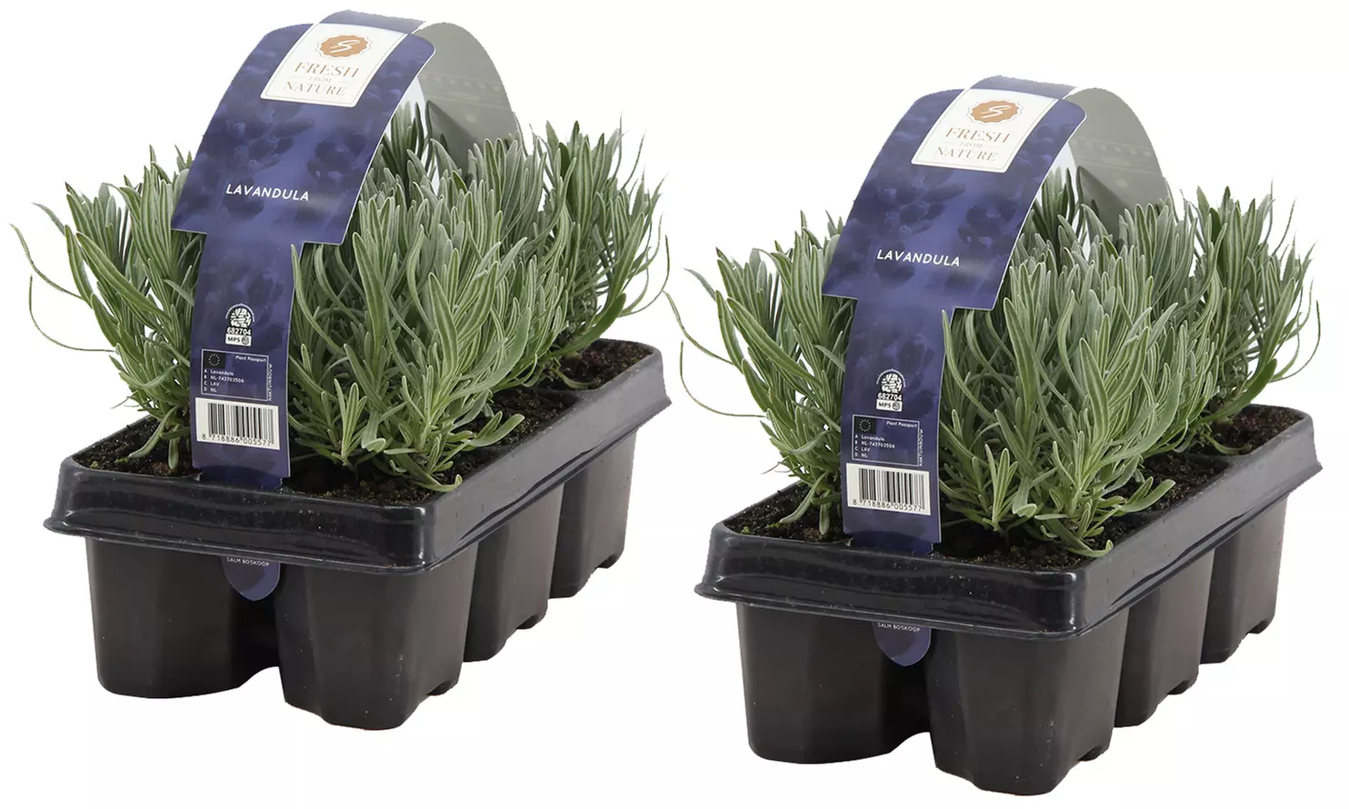 6er, 12er- oder 18er-Set Lavendel-Pflanzen