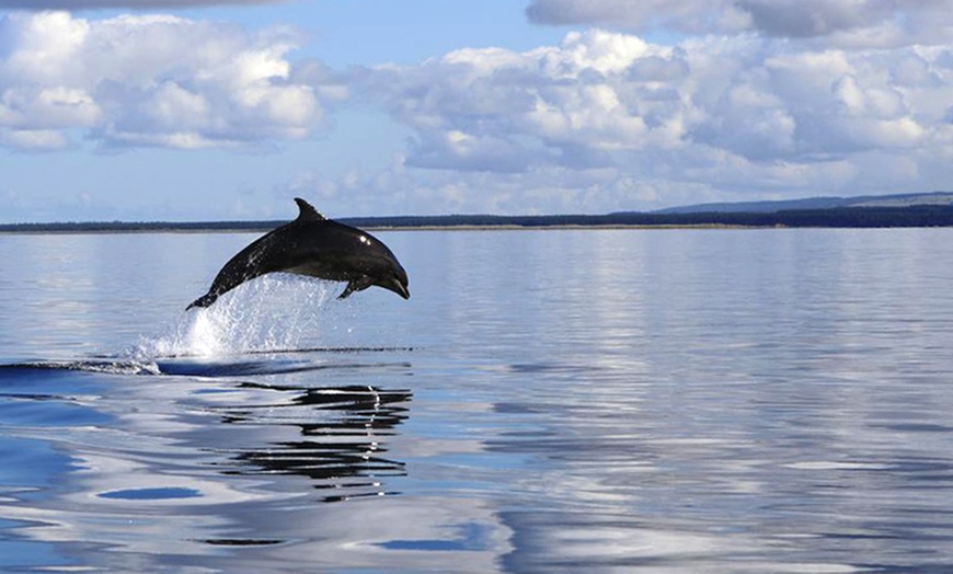 Image 6: Dolphin-Watching Cruise