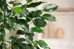 Plantas de interior: Ficus Binnendijckii, Ficus Danielle, Ficus Crepúsculo - Second Medium