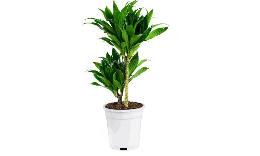 Image 9: Collection exclusive de 5 plantes d'intérieur OH2