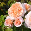Image 6: Rose of the Year Winners Collection - 4 Plants