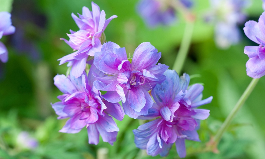 Image 6: One or Three Bare roots Geranium Double Plenum Caeruleum Plant