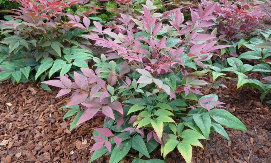 Image 5: One, Two or Three Nandina Domestica Obsessed Plants