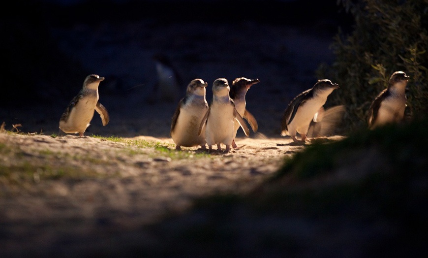Image 3: Great Ocean Road or Phillip Island Penguin & Koala Day Guided Day Tour