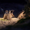 Image 3: Great Ocean Road or Phillip Island Penguin & Koala Day Guided Day Tour