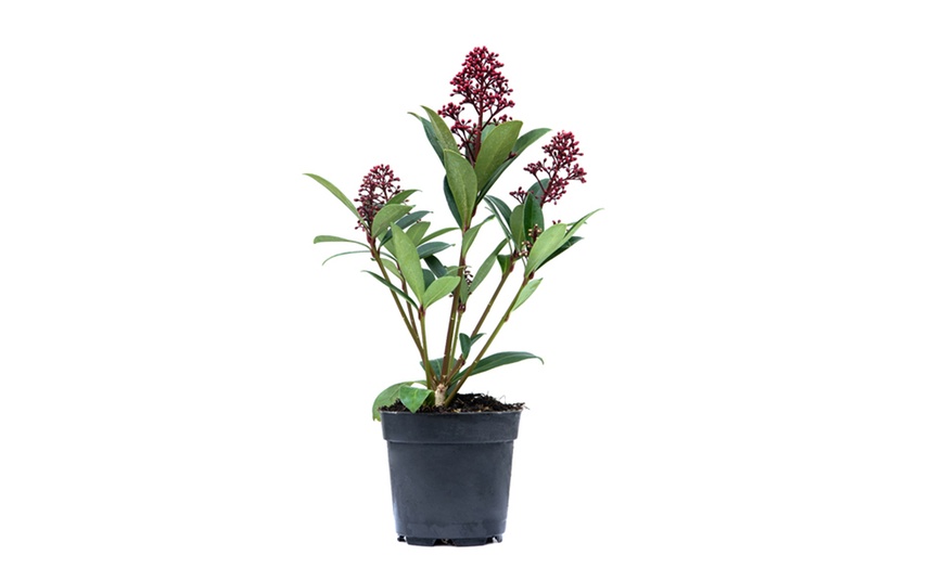 Image 5: Skimmia Japonica Rubella Plant