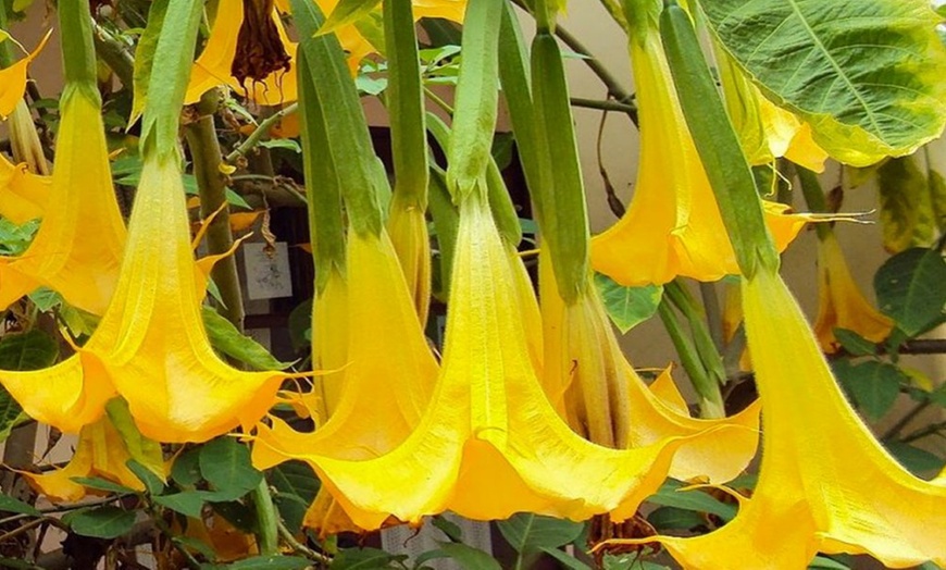 Image 3:  Brugmansia Plant Collection