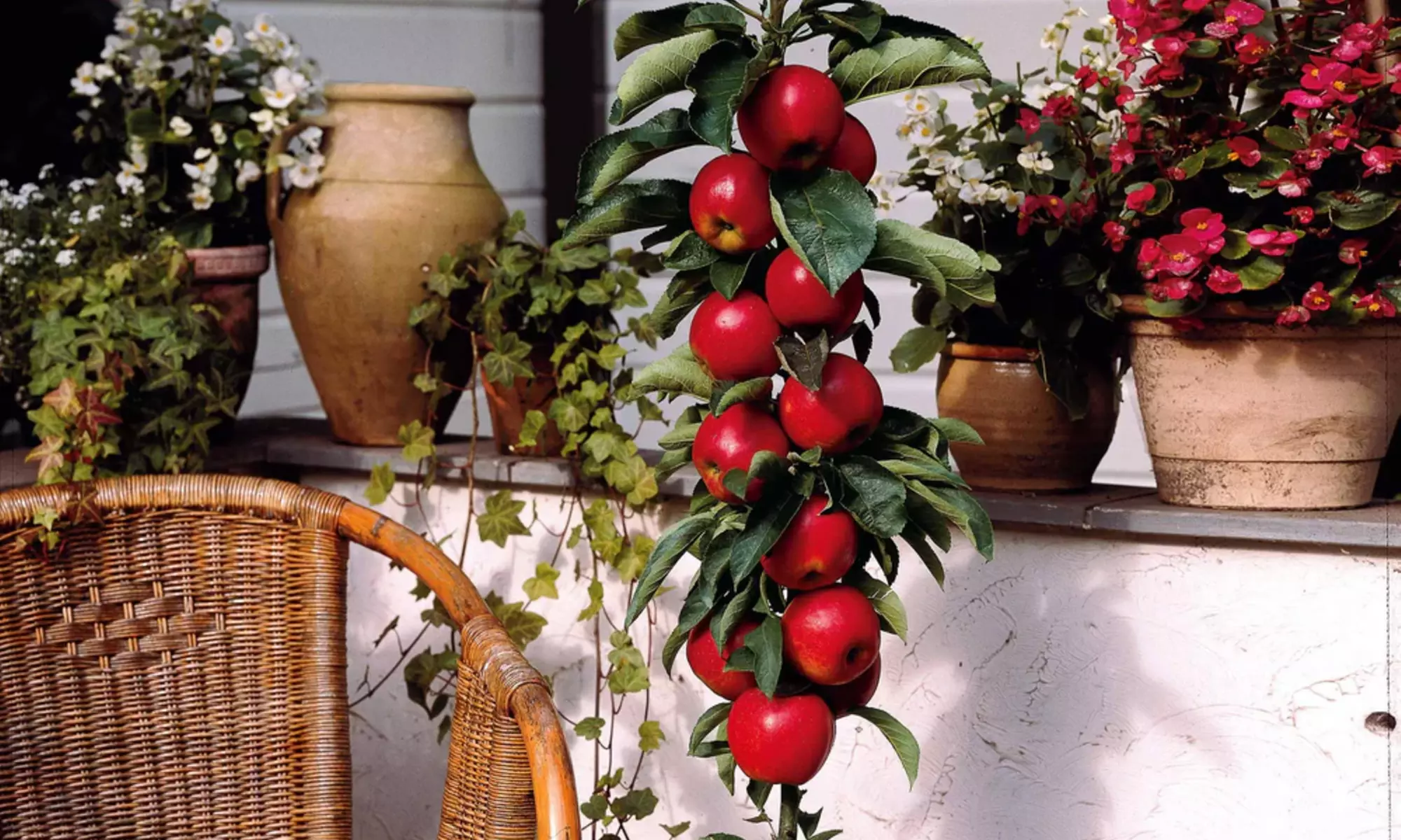 1 of 2 sets van 6 fruitbomen