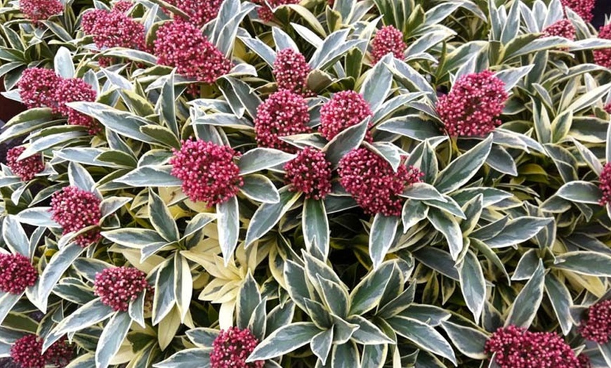 Image 4: Hardy Evergreen Shrub Collection