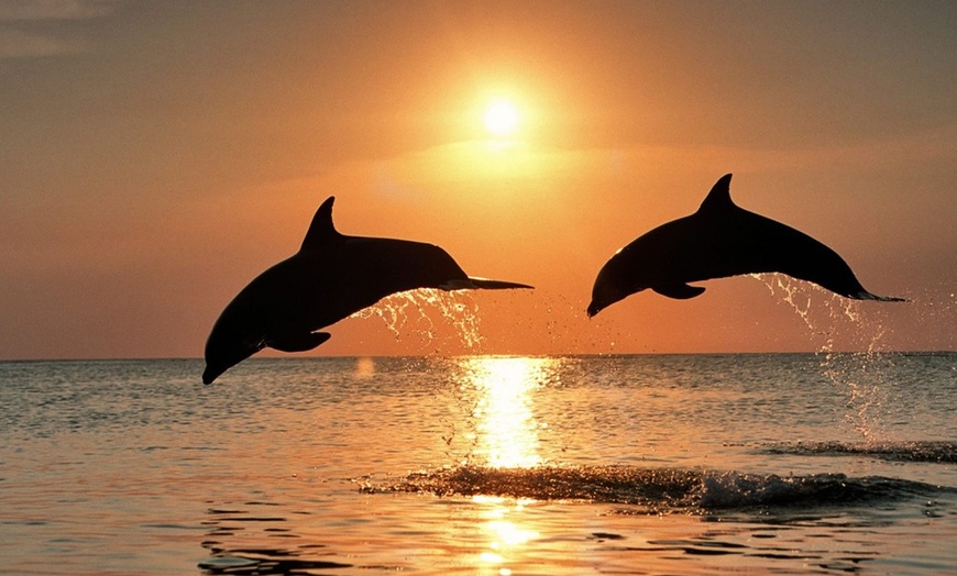 Image 1: Sip, Sail, & Spot Dolphins: Morning, Sunset, & Sandbar Cruise for Up to 6 People w/ Siesta Dolphin Tours (Up to 50% Off)