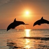 Image 1: Sip, Sail, & Spot Dolphins: Morning, Sunset, & Sandbar Cruise for Up to 6 People w/ Siesta Dolphin Tours (Up to 50% Off)