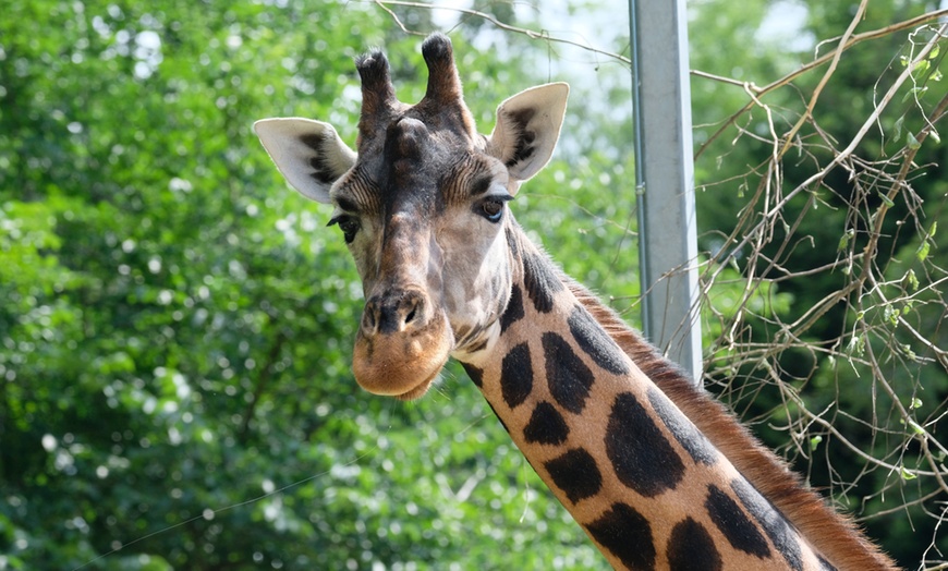 Image 2: Level up As A Wildlife Nerd at Dudley Zoo and Castle Entry