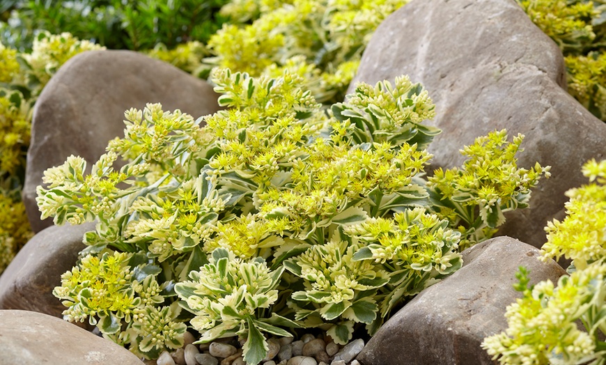 Image 2: Sedum Atlantis - 1, 3 or 5 Potted Plants