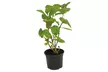 Hydrangea Paniculata 'Little Spooky' 9cm Pot - 1 or 2 Plants - Image 6