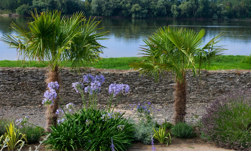 Image 3: Palmier XL Trachycarpus Fortunei 80-100 cm