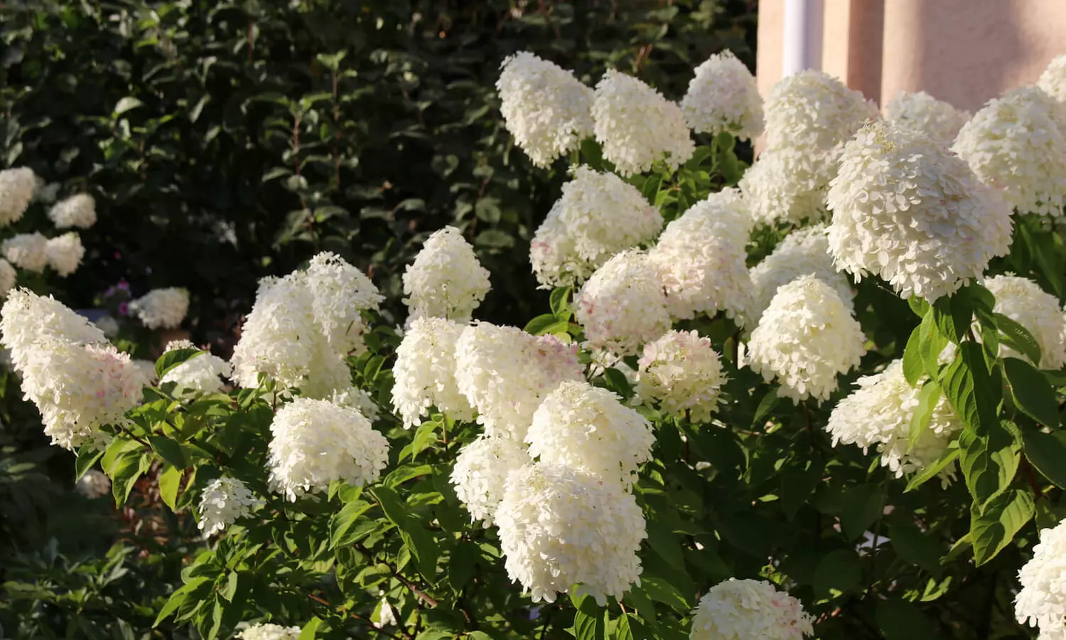 Lot de 4 plantes Hydrangea - Primary Image