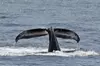 3-4 Hr Whale & Wildlife Watching Cruise for One, Two, or Four – 2025 Season with NYC Skyline Tours (Up to 51% Off!)