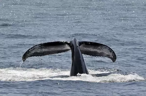 3-4 Hr Whale & Wildlife Watching Cruise for One, Two, or Four – 2025 Season with NYC Skyline Tours (Up to 51% Off!) - Primary Image