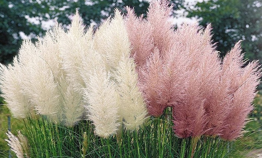 Image 1: 3er- oder 6er-Set Pampasgräser "Cortaderia selloana"