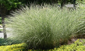 Miscanthus Grass 'Morning Light - 1, 3 or 5 Potted Plants