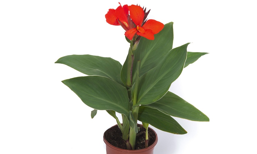 Image 9: Canna Cannova Bronze Orange or Scarlet Potted Plants