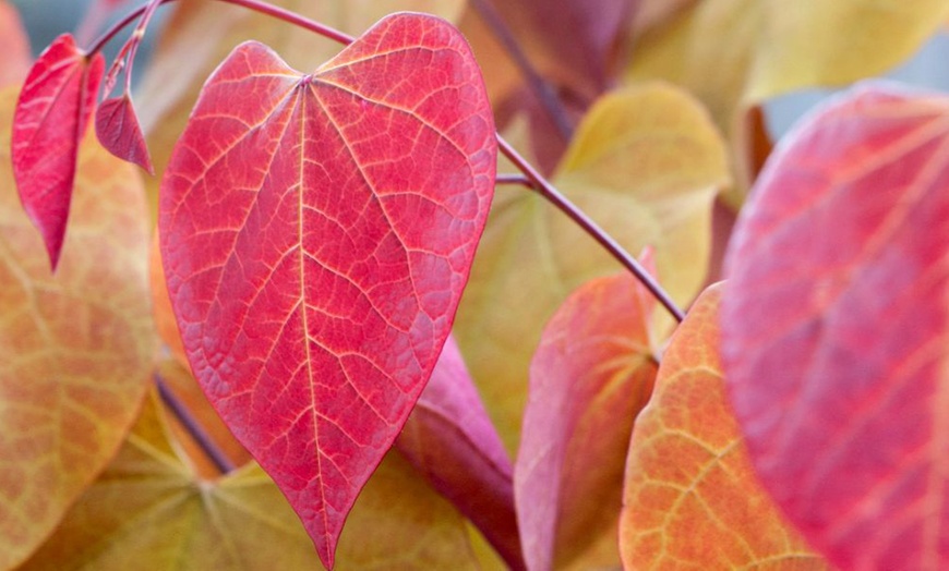 Image 2: Shrub Cercis Eternal Flame Tree Potted Plant