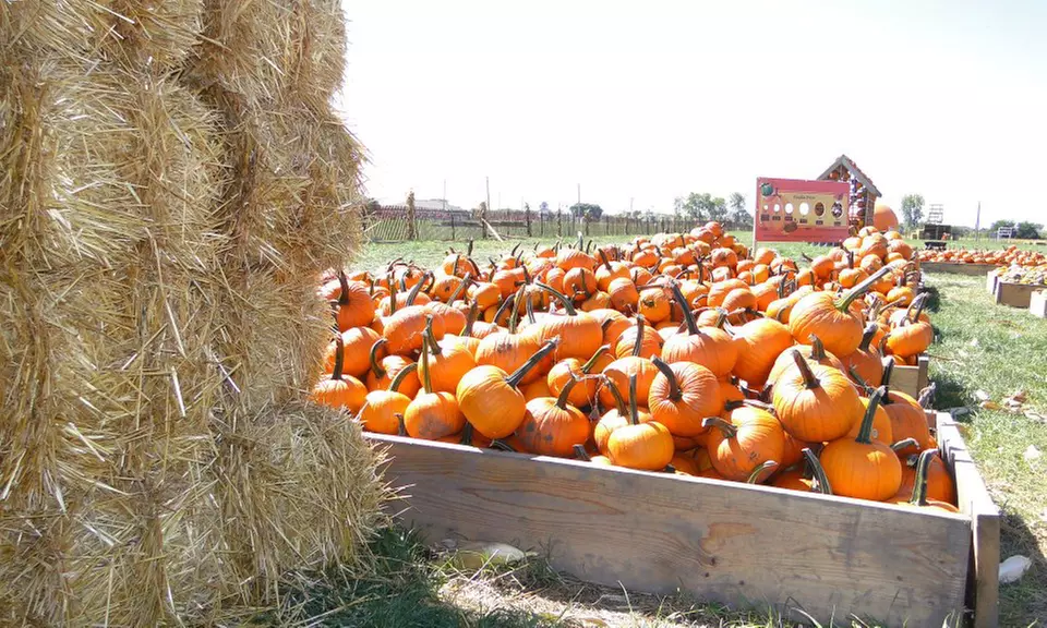 Family Farm Fun with Corn Maze, Pumpkin Patch, Hay Rides & More