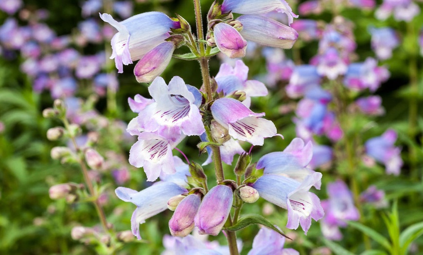 Image 1: Pretty Penstemon Mixed Collection – 6 or 9 Potted Plants