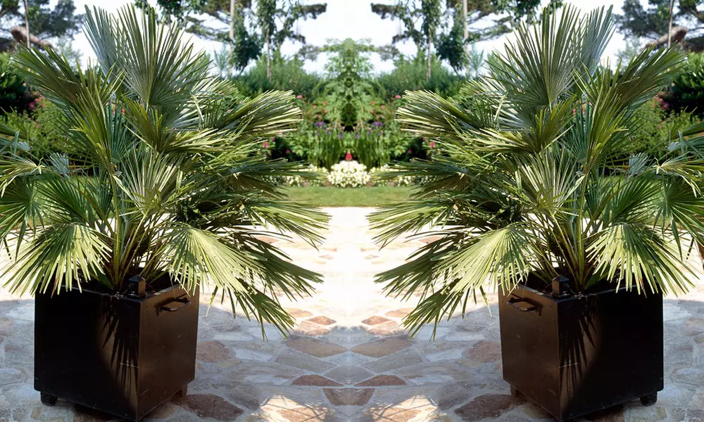 Dwarf Fan Palm 'Chamaerops Humilis Vulcano' - 1 or 2 Potted Plants - Primary Image