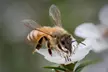 Taufpatenschaft von 1 oder 2 Bienen inkl. Urkunde per Post bei Vom Reiter (bis zu 36% sparen*) - Second Medium