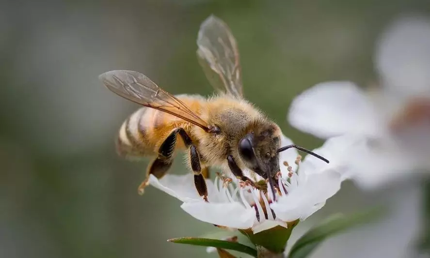 Bienenpatenschaft für 1 oder 2 Bienen inkl. Urkunde