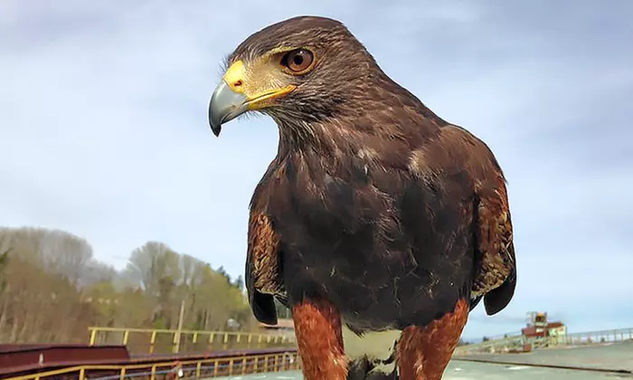 Admission for Two or Four or Hands-On Encounter for Two at The Raptors (Up to 41% Off) - Second Medium