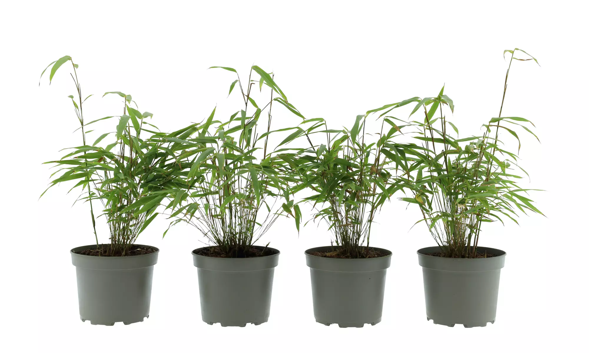 Hasta 6 plantas de bambú Fargesia