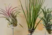 5 ou 10 Tillandsia plantes aériennes Épiphyte - Image 5
