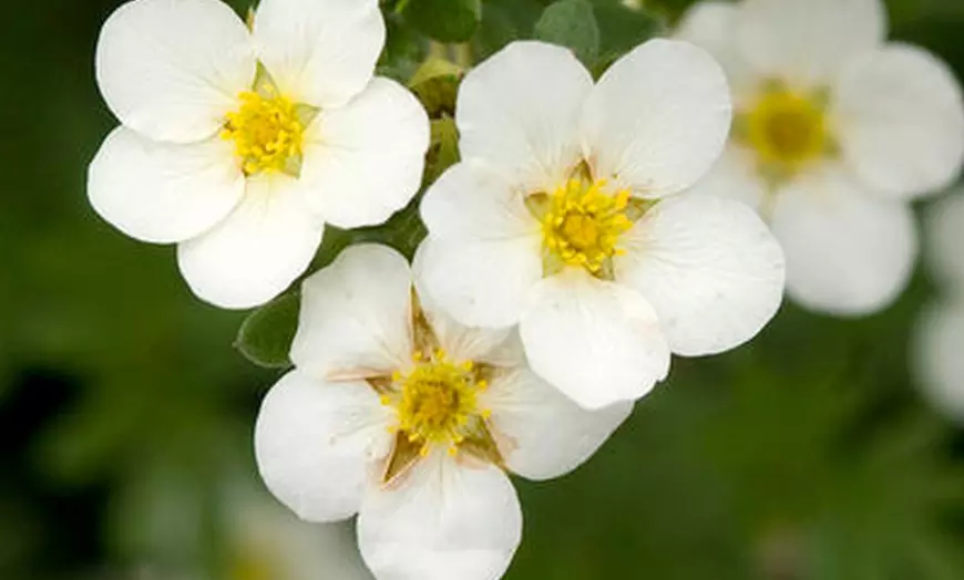 Image 2: Set van 3 Potentilla's