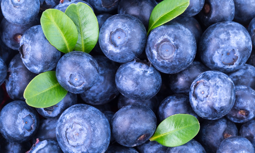 Image 3: Mature Blueberry Aurora Plant in 1.5L Pot