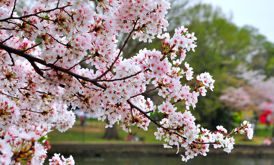 Image 1: One, Two or Three Pot Plants of Flowering Cherry Tree Kojo-No-Mai